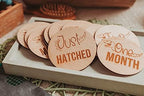 Dinosaur Engraved Picture Props, Dino Newborn Photo Cards, T- Rex Wood Infant Disc, First Year, Birth Announcement Baby Monthly Milestone Markers Wooden Sign Shower Gift Set Newborn - Image 4
