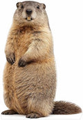 Life Size Groundhog Cutout 4 ft Animal Themed Party Decoration for Birthday and Themed Party by Unknown