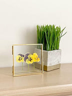 Beedecor Double Glass Frame for Pressed Flowers, Leaf and Artwork - Gold 4x4 Standing Square Metal Picture Frames, Tabletop Clear Floating Pressed Glass Frame, Home Decor Photo Display, Set of 2 - Image 2