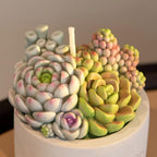 Assorted Succulent Pot Scented Candle,Baby Shower Favors Decoration, Delicate Decorative Candle Valentine's Day Birthday House-Warming Party Spa Home Decorate - Image 4