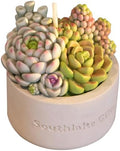 Assorted Succulent Pot Scented Candle,Baby Shower Favors Decoration, Delicate Decorative Candle Valentine's Day Birthday House-Warming Party Spa Home Decorate by Unknown