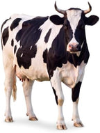 Funrous 5 ft Realistic Cow Cardboard Stand-up Party Decor, 1 Pcs - Image 2