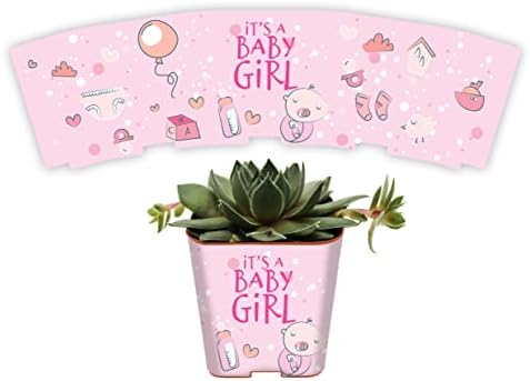 PRODUCT80 Succulent Pot Wraps for Wedding Favors, Baby Shower or Bridal | Fits Most 2 Inch Square Pots Peel and Stick Vinyl Wraps Does Not Include Mini Live Plant (50 Wraps, It's A Girl) by PRODUCT80