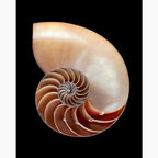 CafePress Nautilus Shell Greeting Cards Greeting Card (20-pack), Note Card with Blank Inside, Birthday Card Matte - Image 3