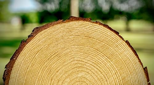 Set of (10) 8-9 inch Wood Slices for centerpieces, Arts and Crafts, and Rustic Home Decor! Wood Slice centerpieces, Wood Rounds, Tree Slices (Small 8-9 inch) - Image 7