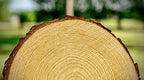 Set of (16) 11-13 inch Large Wood Slices for centerpieces! Wood Slice centerpieces, Wood Rounds, Tree Slices (11-13 inch Set of 16) - Image 6