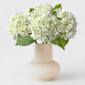 ZYTUYO 20 inches 4 Pcs Ivory White Real Touch Hydrangea Artificial Flowers Boho Lifelike Real Looking Latex Hydrangeas Flower with Long Stem for Home Decor Spring Table Centrepiece by ZYTUYO
