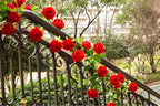 2Pcs 12Ft Bendable Flower Garland Faux Rose Vine for Wedding Decor,Red - Image 6