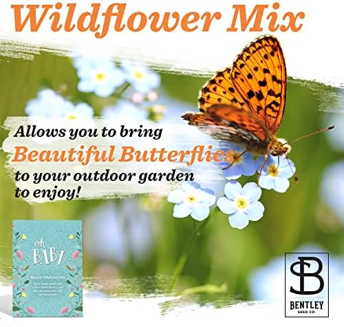 Bentley Oh Baby Wildflower Seed Packets, 25 Non-GMO Pre-Filled Favors for Baby Shower Guests, Wild Flower Party Gifts for Boys or Girls - Image 3