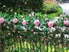 2 PCS 12FT Bendable Flower Garland, Artificial Rose Vine for Home Decor - Image 2
