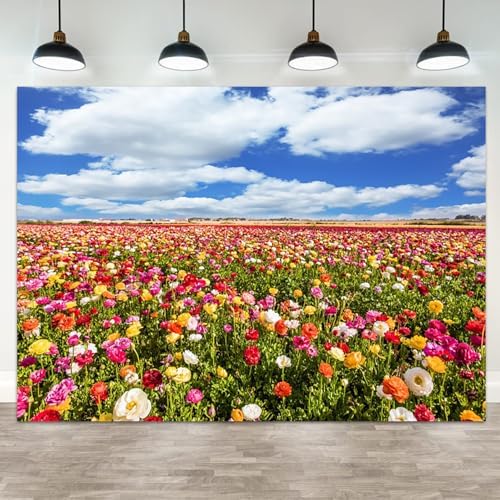 15x8ft Flower Field Backdrop Colorful Ranunculus Meadow Floral Landscape Photography Background Blue Sky White Clouds Spring Scenery Decor Weddings Banner Mother's Day Decors by ASDCXZ