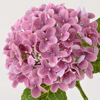 ZYTUYO 4Pcs 20" Real Touch Hydrangea Artificial Flowers Dark Pink Lifelike Fake Latex Hydrangeas for Baby Shower Party Wedding Flower Arrangement Indoor Home Office Xmas Table Decoration - Image 3