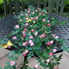 4PCS x 6FT Rose Garland Artificial Flower Vine for Home Decor, Pink by zhixinyue