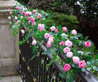 4PCS x 6FT Rose Garland Artificial Flower Vine for Home Decor, Pink - Image 2