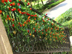 2PCS x 6FT Rose Garland Artificial Flower Vine for Home Decor, Orange - Image 5