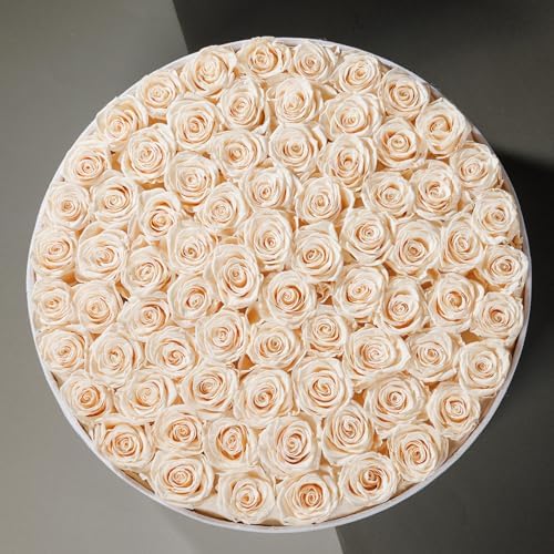 Prifroti 75 Preserved Roses in Suede Box – Luxury Rose Flower Arrangement, Preserved Flowers Gifts for Women, Wife or Mom – Birthday, Anniversary, Valentine’s Day, Mother's Day (Champagne) - Image 4