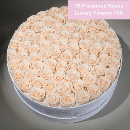 Prifroti 75 Preserved Roses in Suede Box – Luxury Rose Flower Arrangement, Preserved Flowers Gifts for Women, Wife or Mom – Birthday, Anniversary, Valentine’s Day, Mother's Day (Champagne) - Image 3