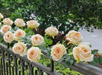 2Pcs 12Ft Bendable Flower Garland Faux Rose Vine for Home Decor,Champagne - Image 4