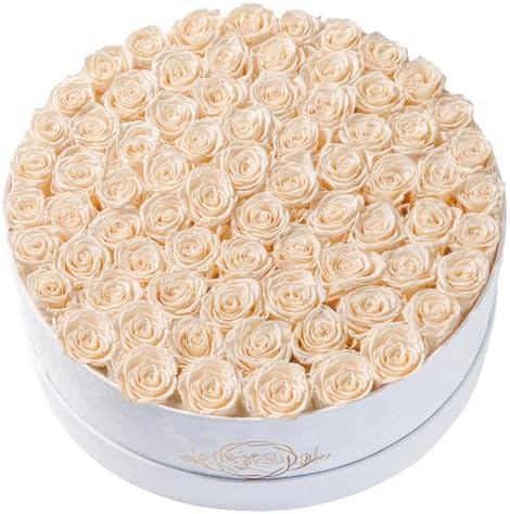 Prifroti 75 Preserved Roses in Suede Box – Luxury Rose Flower Arrangement, Preserved Flowers Gifts for Women, Wife or Mom – Birthday, Anniversary, Valentine’s Day, Mother's Day (Champagne) by Prifroti