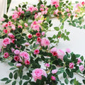 2 PCS 12FT Bendable Flower Garland, Fake Rose Vine for Home Decor,Pink by zhixinyue