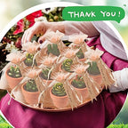 MTLEE 36 Pcs Succulent Cactus Tealight Candles - Image 4