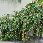 4PCS x 6FT Rose Garland Artificial Flower Vine for Home Decor, Pink - Image 6